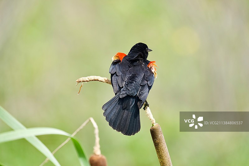 栖息在植物上的红色雀鸟特写图片素材