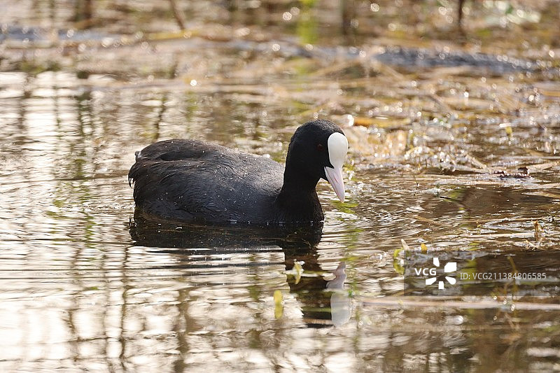 Royston湖中游泳的鸭子特写，英国图片素材