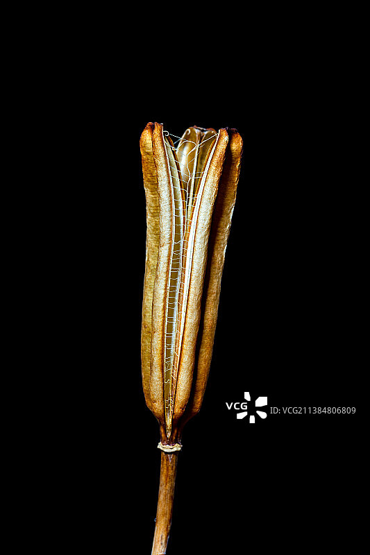 冬季的百合花特写，黑色背景图片素材