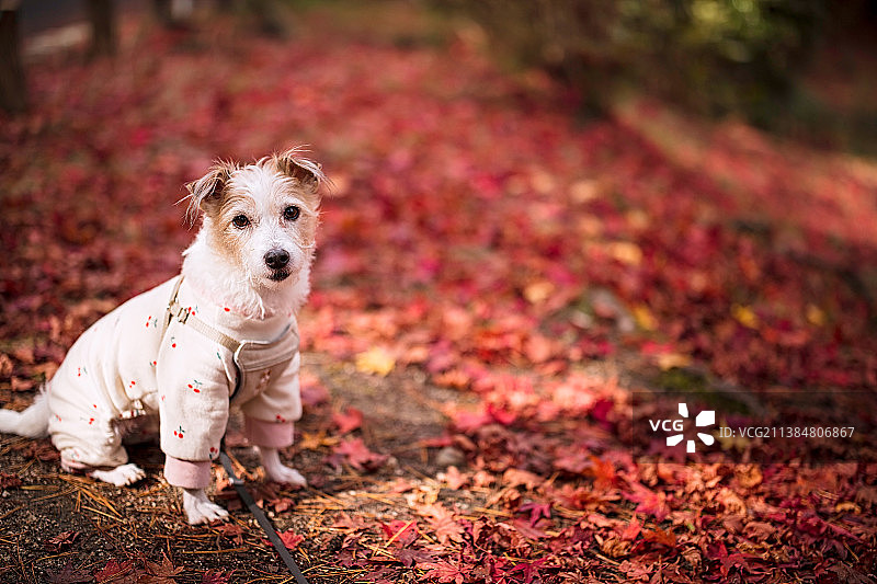 秋季田野里坐着的纯种梗犬肖像图片素材