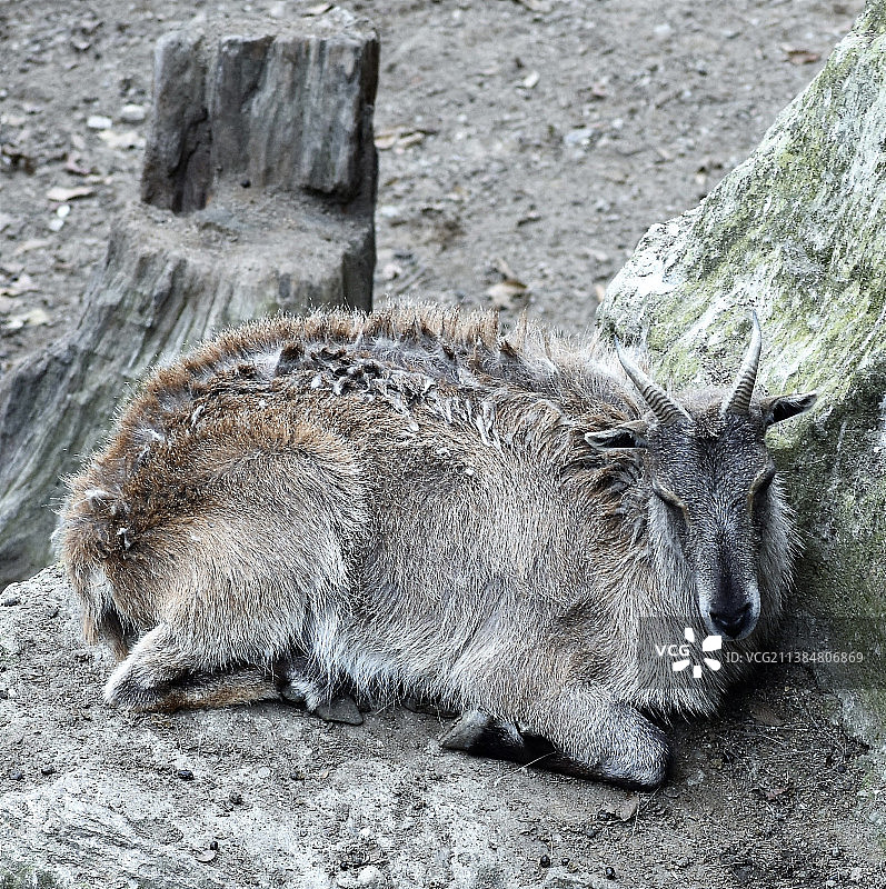 喜马拉雅塔尔羊图片素材