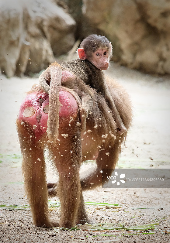 身着传统服饰、站在雪地里的狒狒肖像图片素材
