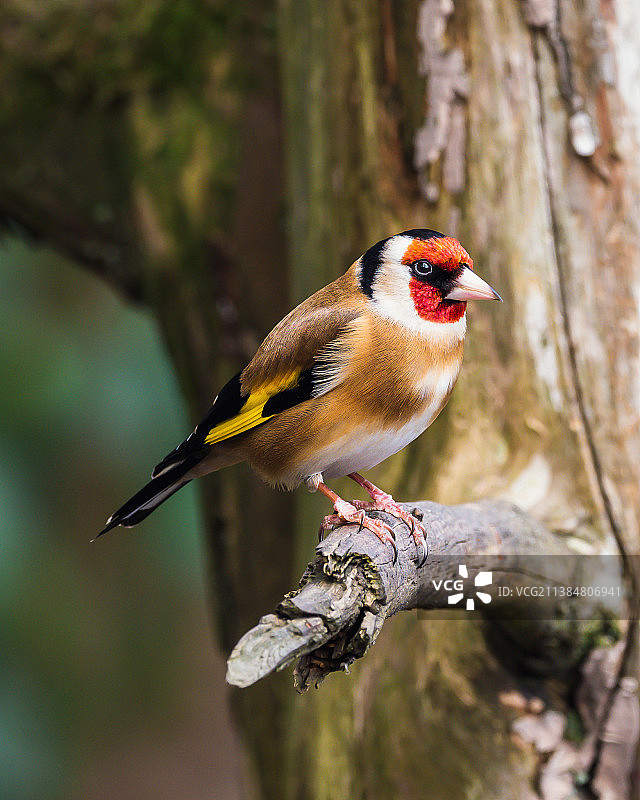 英国金翅雀栖息在树枝上的特写图片素材