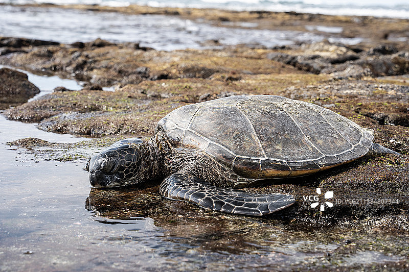 懒惰的海龟，海滩上沙滩上绿色海龟的特写图片素材