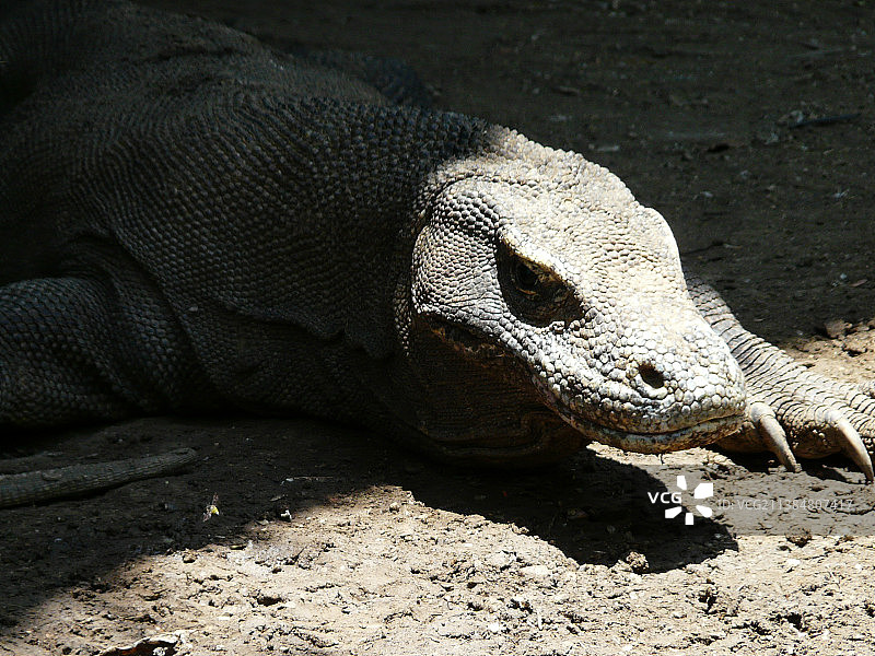 岩石上鬣蜥的特写图片素材