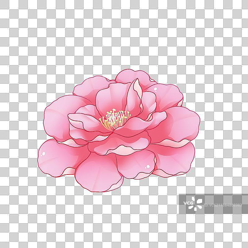 花卉系列——芙蓉花，卡通手绘素材图片素材