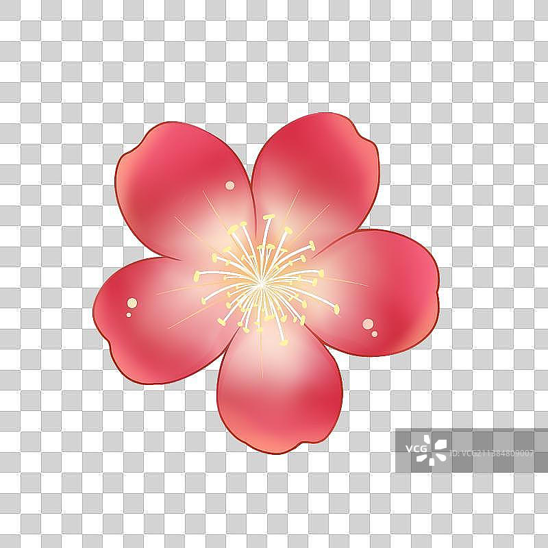 花卉系列——腊梅花，卡通手绘素材图片素材