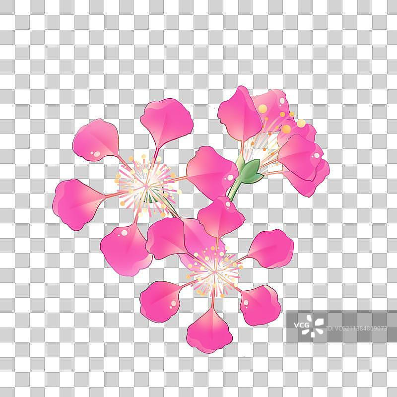 花卉系列——紫薇花，卡通手绘素材图片素材