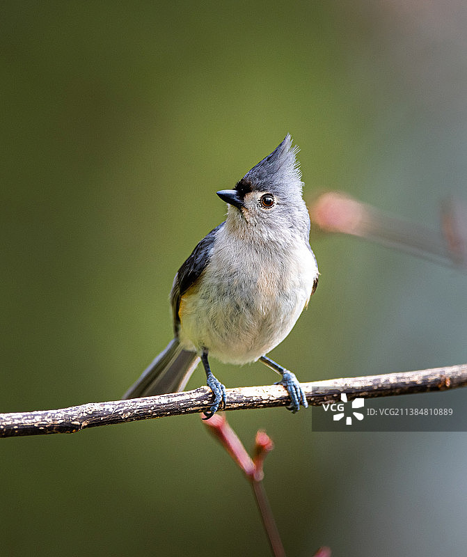 特写：栖息在树枝上的鸣禽莺，美国纽约图片素材