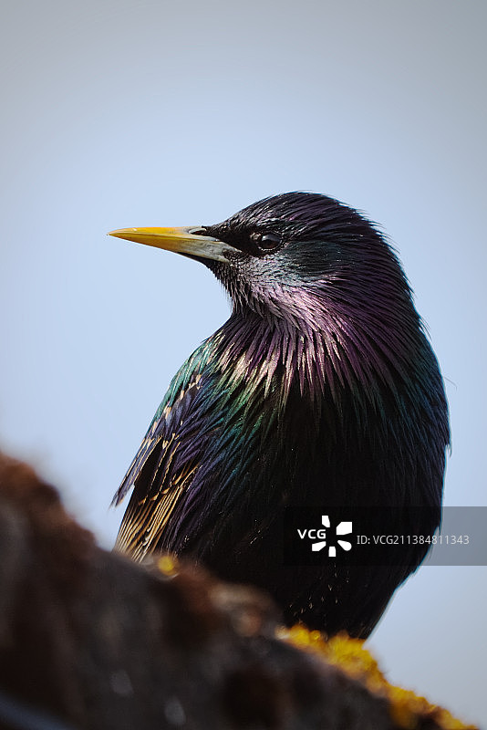 都恩多纳德，贝尔法斯特，英国，天空背景下的八哥特写图片素材