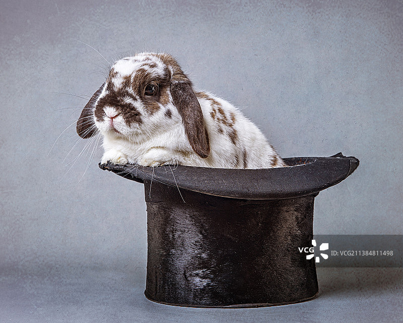 灰色背景下魔术帽中可爱兔子的特写，英国图片素材