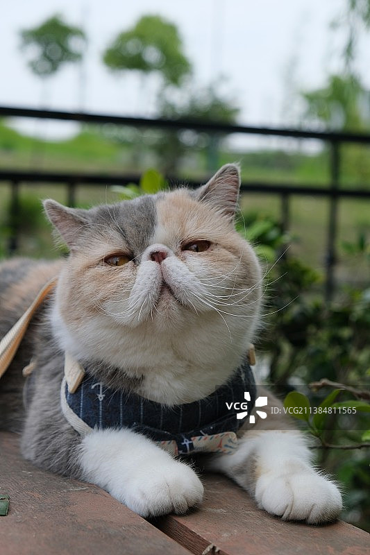 户外，坐着的猫咪特写，阿拉伯联合酋长国图片素材