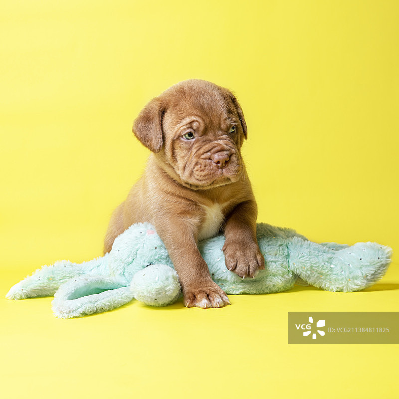 波尔多犬幼犬，坐于黄色背景前的纯种法国獒犬肖像，英国图片素材