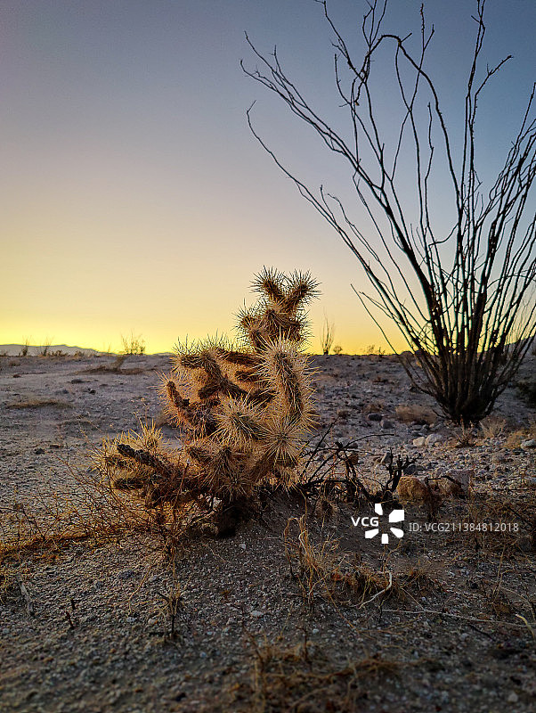 梅斯基特绿洲日落美景，圣地亚哥县，加利福尼亚州，美国图片素材