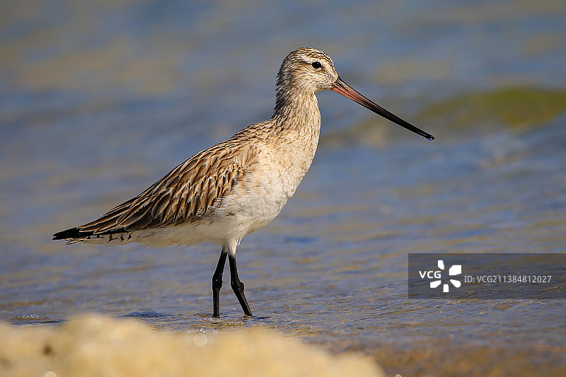 荷兰特塞尔，鹬在湖中栖息的特写图片素材