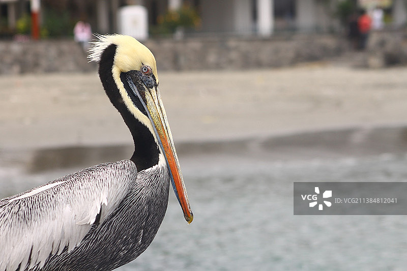 栖息在岸边的棕色鹈鹕特写（秘鲁利马）图片素材