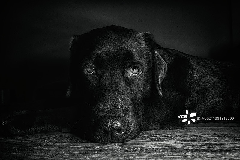 无条件的爱：拉布拉多寻回犬躺在地板上的特写肖像，西班牙托莱多图片素材
