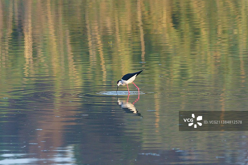 黑翅长脚鹬栖息在湖中（西班牙塞维利亚）图片素材