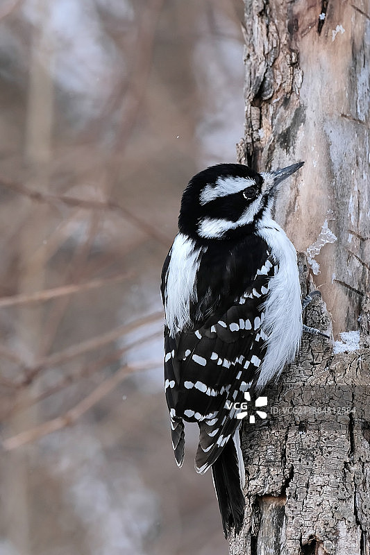 毛绒啄木鸟特写：栖息在树干上图片素材