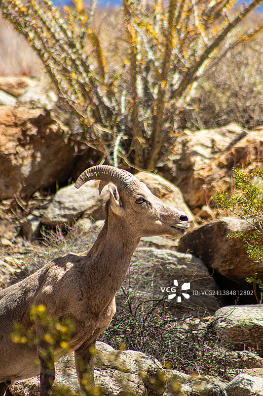 美国安扎博雷戈州立公园岩石上的山羊侧视图图片素材