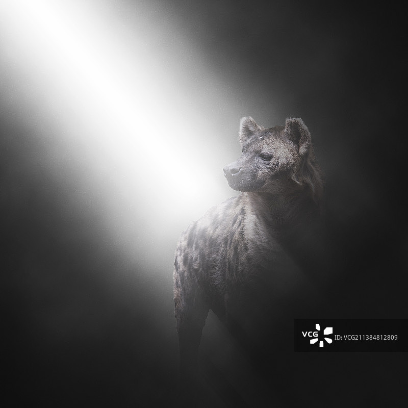 聚光灯下，站立的鬣狗特写图片素材