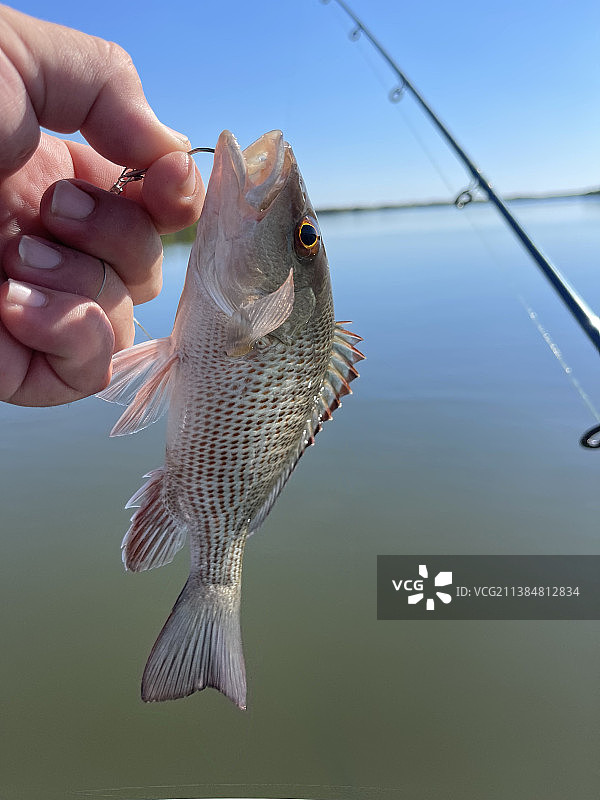 手持红树林鲷鱼的人（美国佛罗里达州沃卢西亚县海域）图片素材