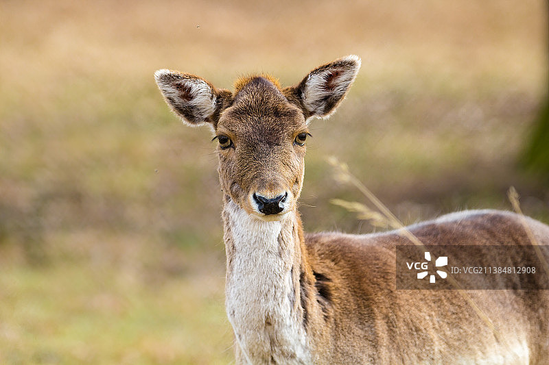 小鹿，站在田野里的红鹿特写，德国图片素材