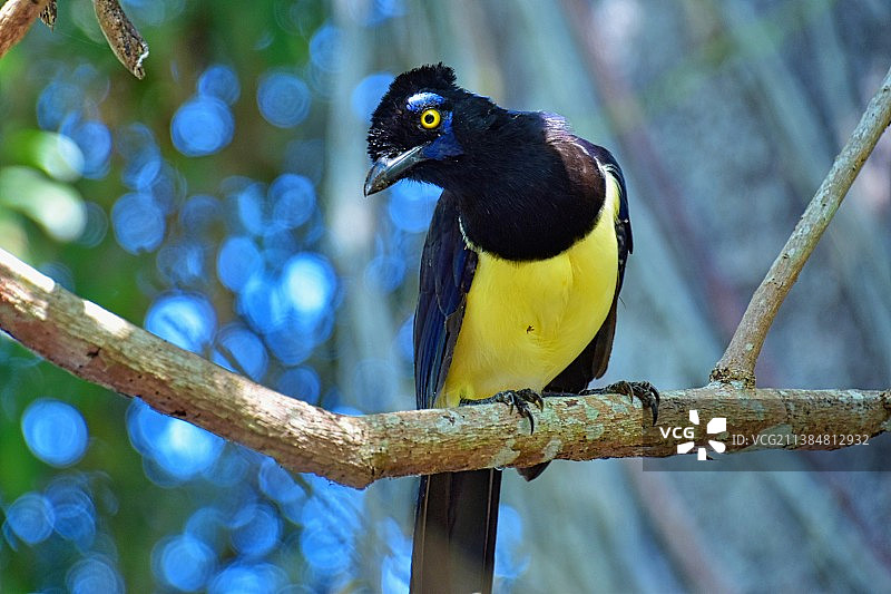 阿根廷伊瓜苏瀑布，松鸦栖息在树枝上的特写镜头图片素材
