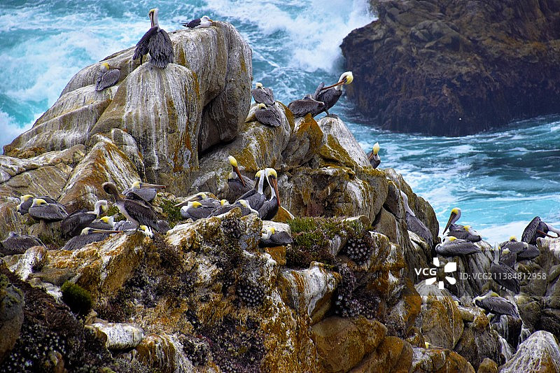 美国洛博斯角海滩岩石上鸟群高角度视图图片素材