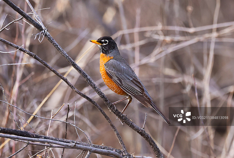 美洲知更鸟栖息在树枝上的特写图片素材