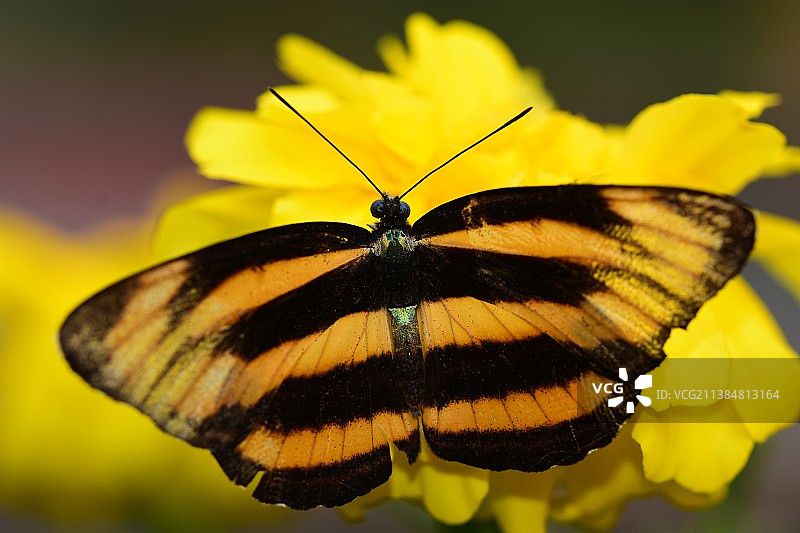 斑眼蝶近距离黄花授粉图片素材