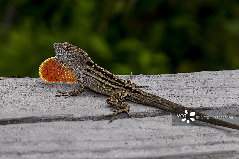 戈尔福杜尔塞安乐蜥，蜥蜴，岩石上鬣蜥的特写图片素材