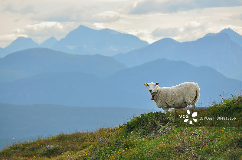 草地上绵羊的肖像图片素材