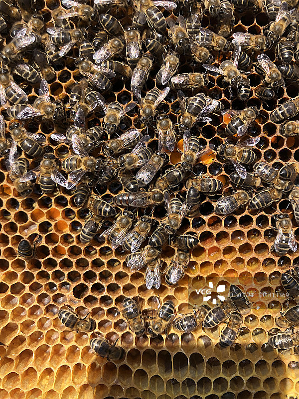蜂王与工蜂 - 养蜂，蜂巢上的蜜蜂全画幅拍摄，葡萄牙图片素材