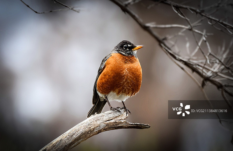 准备好的鸡蛋，栖息在树枝上的美洲知更鸟特写图片素材