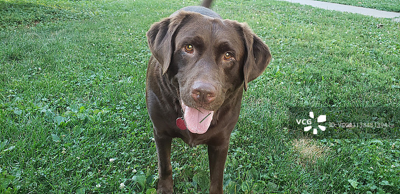 站在草地上的拉布拉多寻回犬肖像图片素材