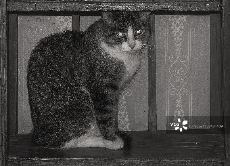 发光眼睛的猫坐在旧书架里图片素材