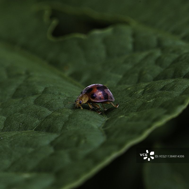 昆虫在树叶上的特写图片素材