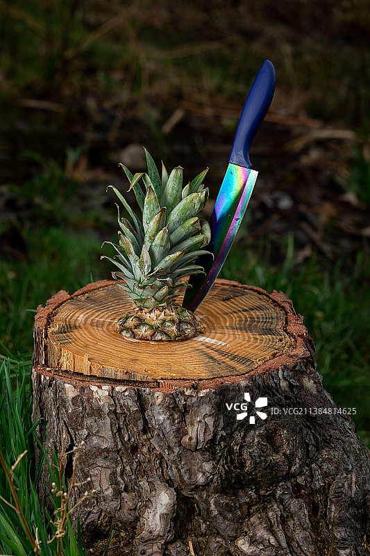 美国纽约州罗切斯特的树桩特写图片素材