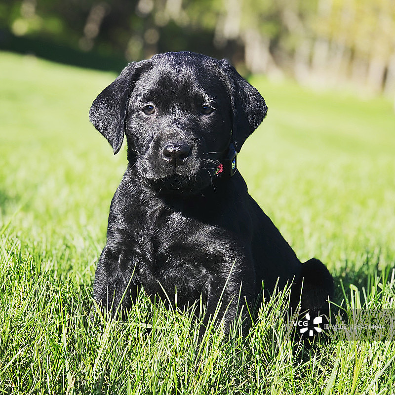 黑色拉布拉多幼犬，坐在草地上的黑色拉布拉多巡回猎犬肖像，美国明尼苏达州莱克维尔图片素材