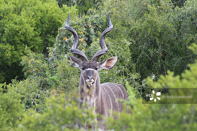 站在森林植物中的鹿的肖像图片素材