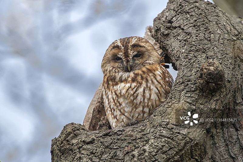 栖息在树上的棕色猫头鹰图片素材