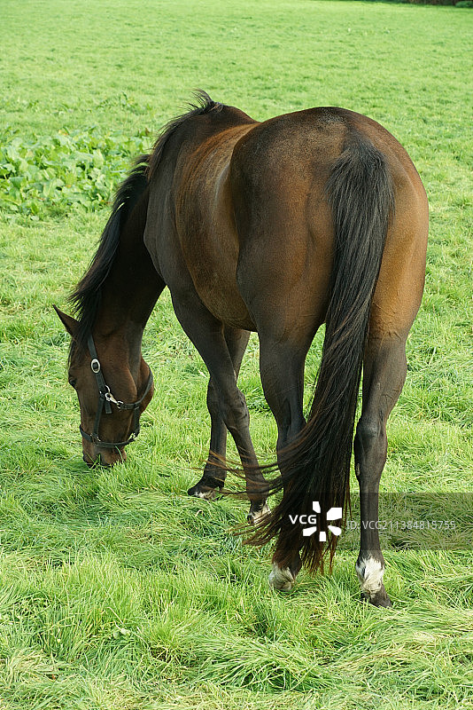 野马在荷兰埃尔堡的草地上吃草的侧面照图片素材