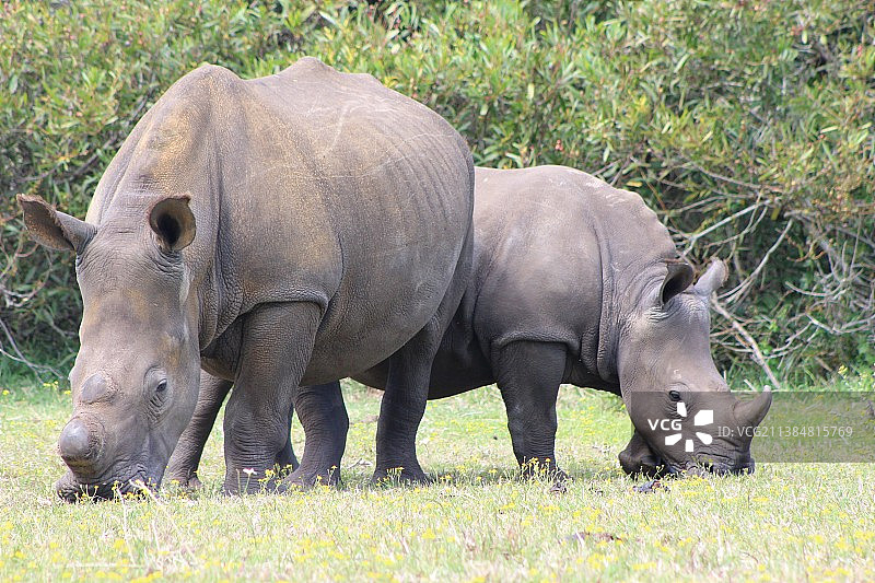 两头大象图片素材
