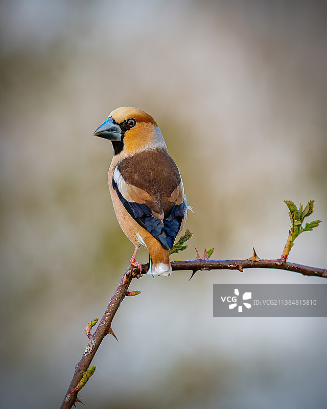 松雀科鸟类特写图片素材