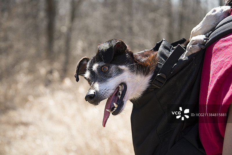 萨姆，在森林里背包里的小狗特写图片素材