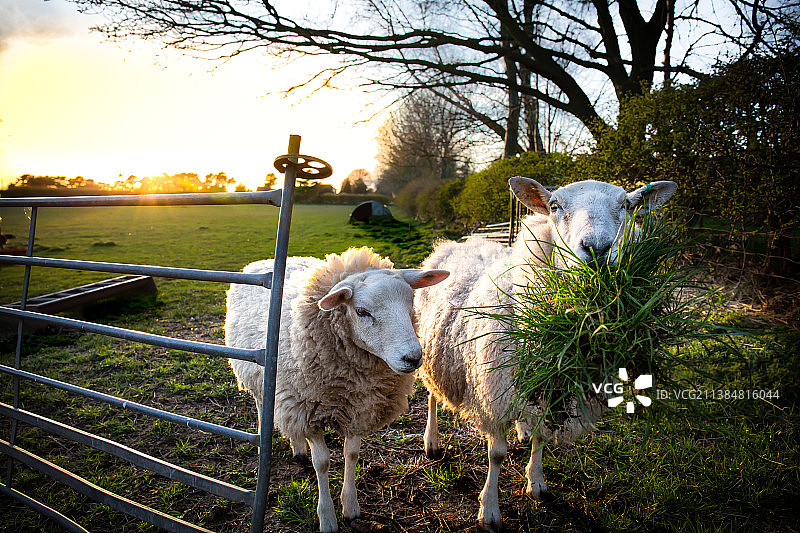 两只绵羊在阳光明媚的绿色田野里吃草，英国柴郡图片素材