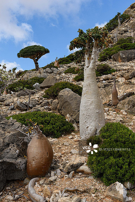 索科特拉岛岩石仰视角度图片素材