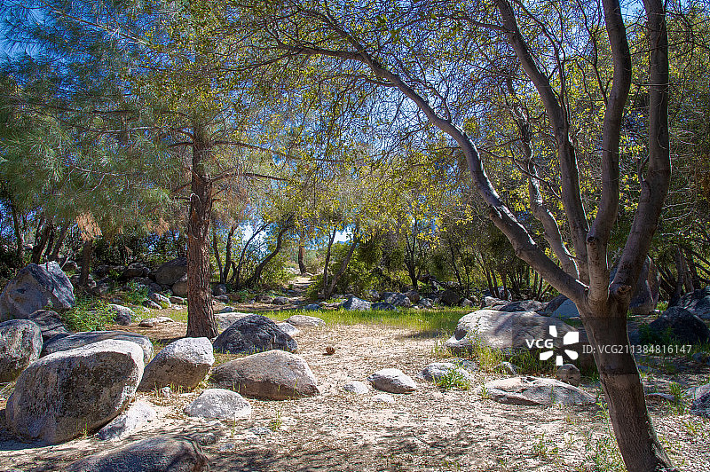 美国加利福尼亚州Kernville森林树木图片素材