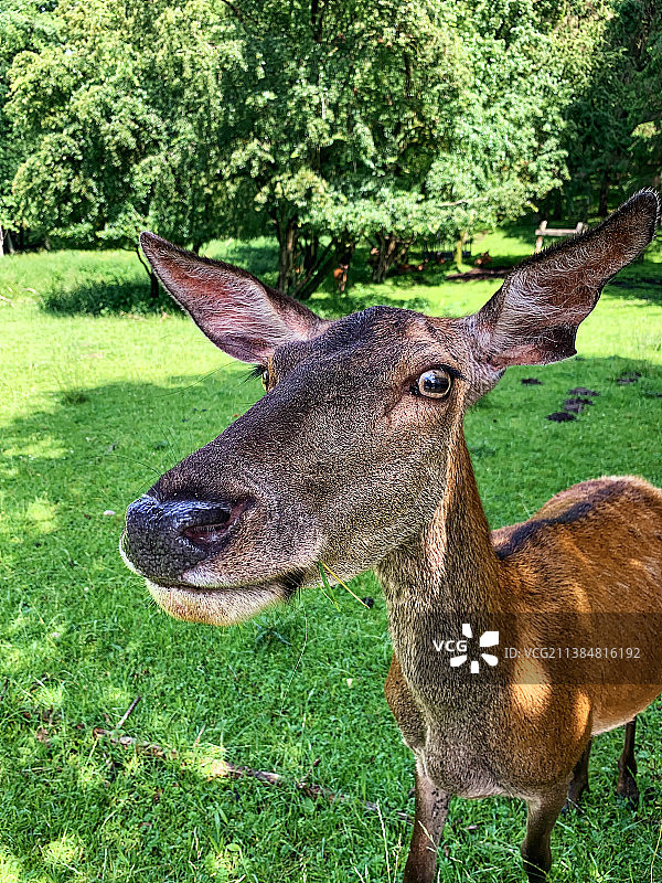 草地上的鹿特写图片素材